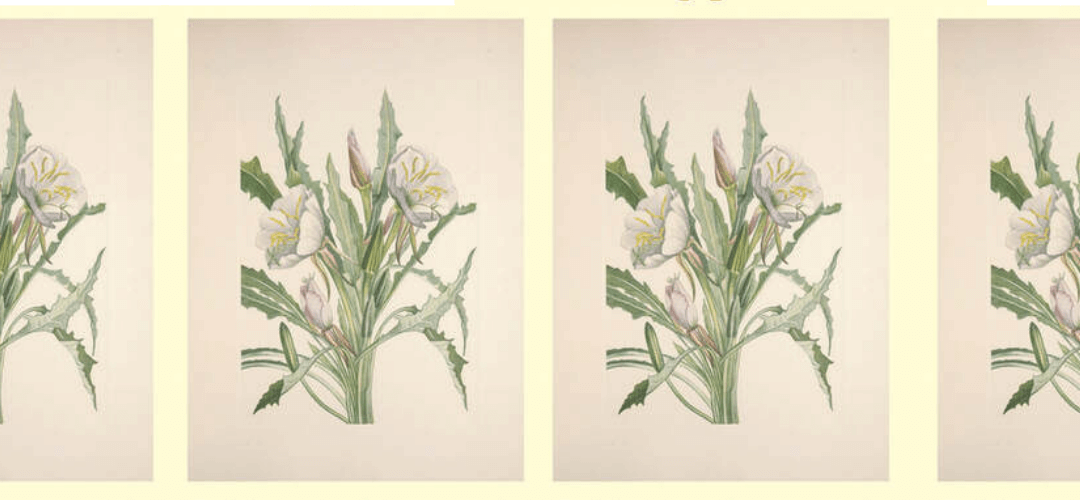 Gabby Loomis-Amrhein ’17 Debut Book Release